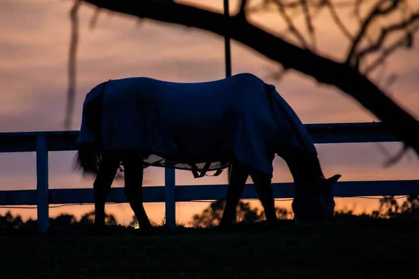 Horse eating grass