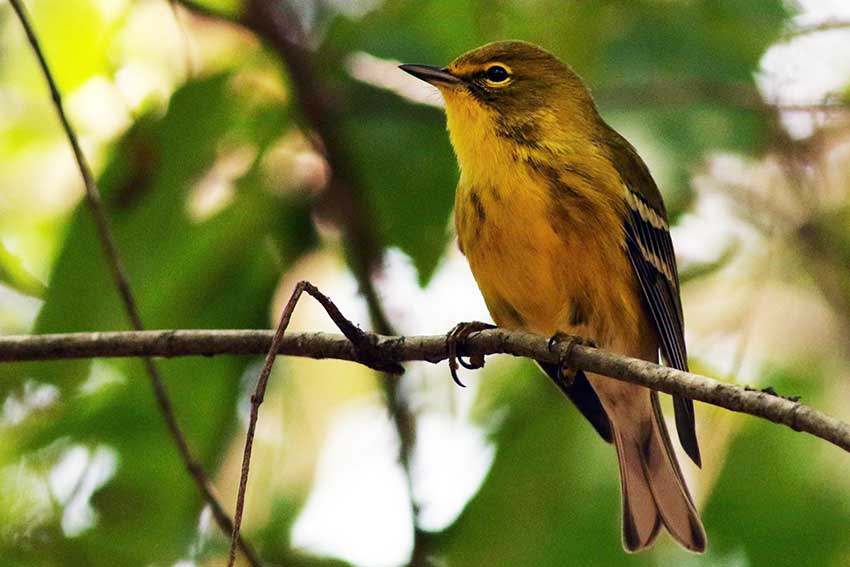 Pine Warbler perched on limb in the arboretum